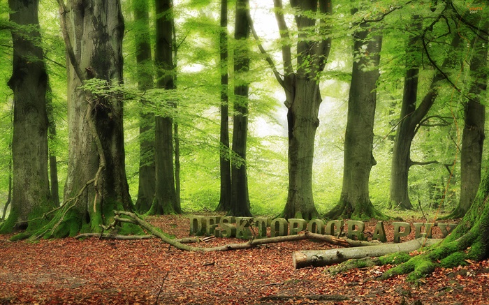 Forêt, les arbres, vert, conception Desktopography Fonds d'écran, image