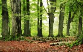Forêt, les arbres, vert, conception Desktopography
