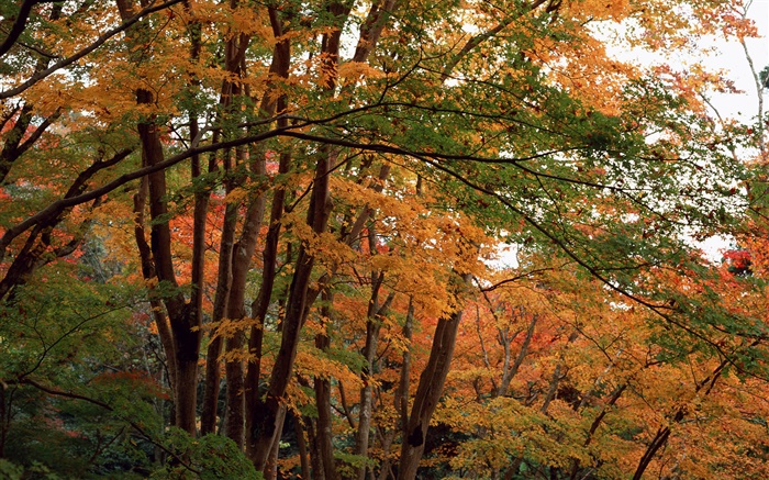 Forêt, les arbres à l'automne, les feuilles jaunes Fonds d'écran, image