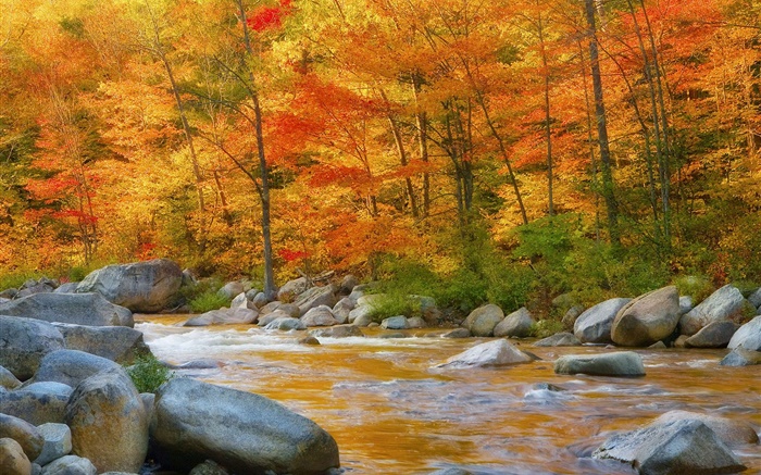 Forêt, les arbres, les feuilles rouges, rivière, pierres, automne Fonds d'écran, image