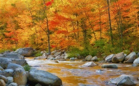 Forêt, les arbres, les feuilles rouges, rivière, pierres, automne HD Fonds d'écran