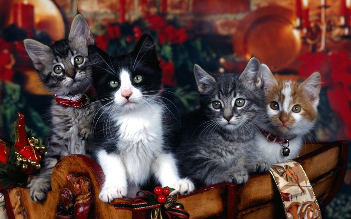 Quatre chatons, Noël Fonds d'écran, image