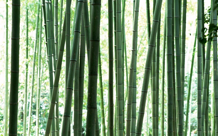 forêt de bambou vert frais Fonds d'écran, image