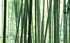 forêt de bambou vert frais HD Fonds d'écran