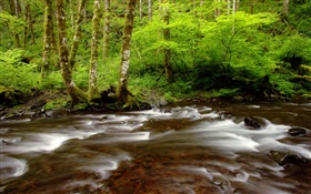 Gales Creek, Tillamook State Forest, Oregon, Etats-Unis HD Fonds d'écran