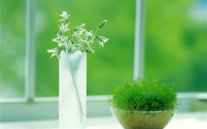 tasse en verre, plantes, vert, fenêtre, ressort Fonds d'écran, image