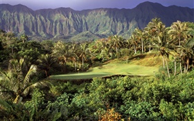 Golf pelouse, palmiers, montagnes, Hawaii, États-Unis