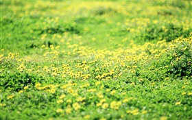 Herbe, gazon, fleurs jaunes