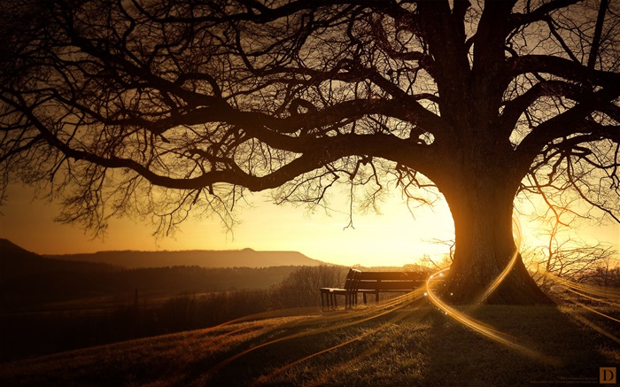 Grand arbre, banc, coucher de soleil, les rayons lumineux, des images créatives Fonds d'écran, image