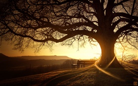 Grand arbre, banc, coucher de soleil, les rayons lumineux, des images créatives