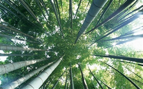 Green bamboo, vue de dessus, l'éblouissement