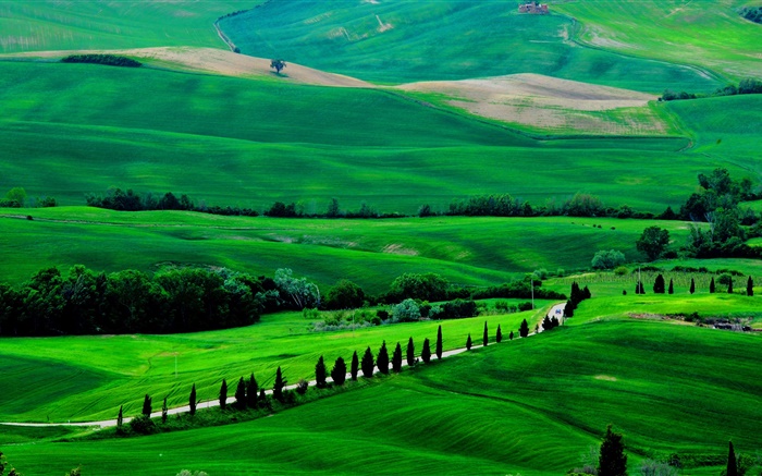 Champ vert, Toscane, Italie, arbres, route Fonds d'écran, image