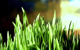 Green grass close-up, bokeh HD Fonds d'écran