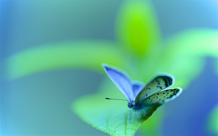 Vert feuille, papillon, mite, insecte, bokeh Fonds d'écran, image