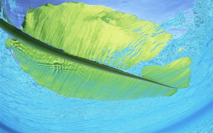 Green leaf flotteur sur l'eau de mer, Maldives Fonds d'écran, image