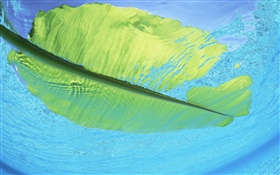 Green leaf flotteur sur l'eau de mer, Maldives HD Fonds d'écran