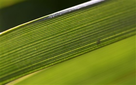 Green leaf macro photographie