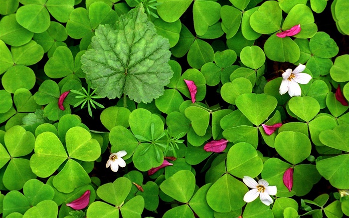 oxalis verts et de petites fleurs blanches Fonds d'écran, image