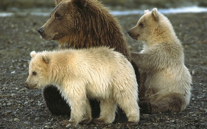 Grizzly and cub Fonds d'écran, image