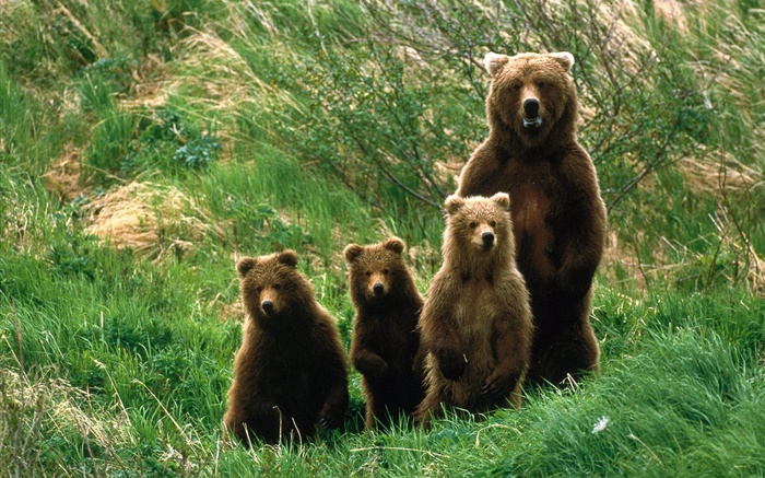 famille Grizzly bear, herbe Fonds d'écran, image