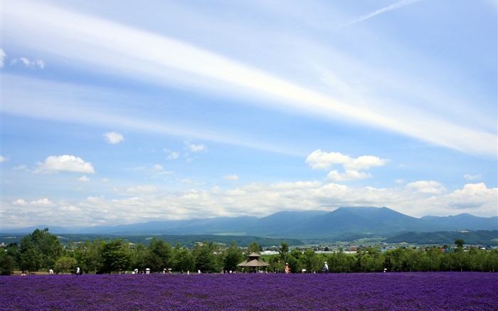 Hokkaido, Japon, Vue sur le parc, des fleurs, des montagnes, des nuages Fonds d'écran, image