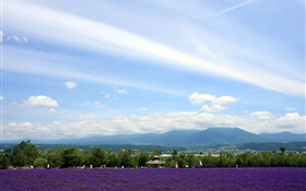 Hokkaido, Japon, Vue sur le parc, des fleurs, des montagnes, des nuages