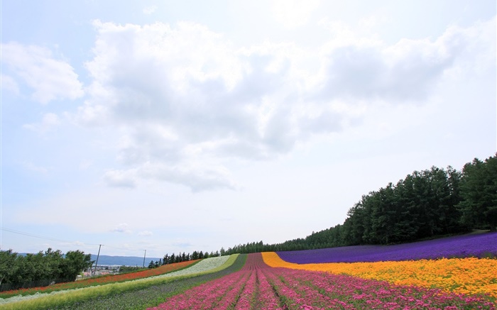Hokkaido, Japon, beau champ de fleurs, coloré Fonds d'écran, image