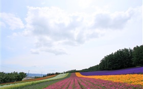 Hokkaido, Japon, beau champ de fleurs, coloré HD Fonds d'écran