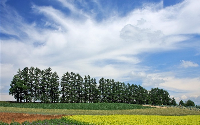 Hokkaido, Japon, paysage de nature, l'été, les arbres, les champs, les nuages Fonds d'écran, image