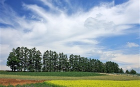 Hokkaido, Japon, paysage de nature, l'été, les arbres, les champs, les nuages