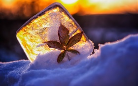 Glace, feuille, neige, soleil HD Fonds d'écran