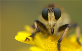 Insecte et fleur jaune macro photographie HD Fonds d'écran