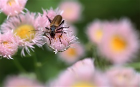 Insecte, fleurs roses, bokeh HD Fonds d'écran