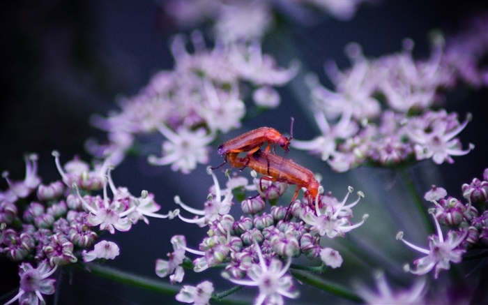 Insectes, fleurs sauvages Fonds d'écran, image