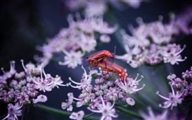 Insectes, fleurs sauvages HD Fonds d'écran