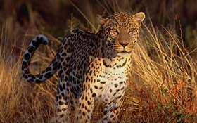 Jaguar dans l'herbe