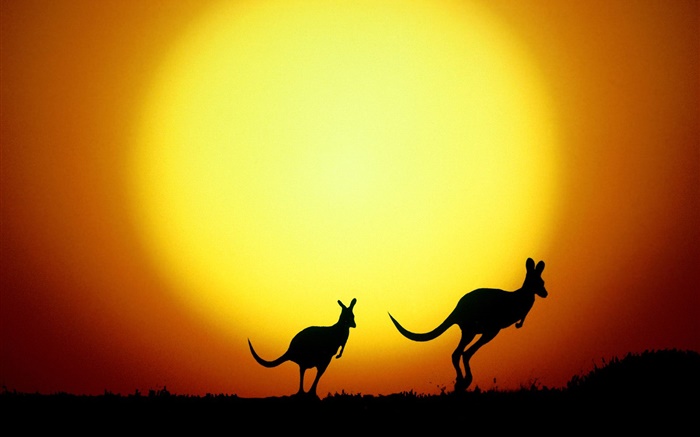 Kangaroo au coucher du soleil, l'Australie Fonds d'écran, image