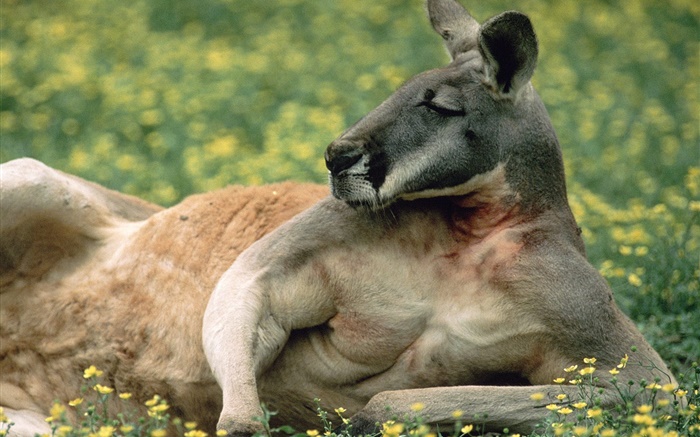 Kangaroo repos, pelouse, Australie Fonds d'écran, image