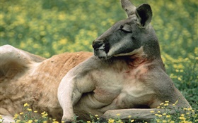 Kangaroo repos, pelouse, Australie HD Fonds d'écran