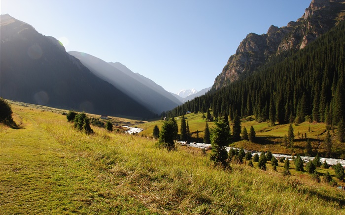 Kirghizistan, forêt, arbres, montagnes, matin, herbe, rivière Fonds d'écran, image