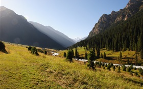 Kirghizistan, forêt, arbres, montagnes, matin, herbe, rivière