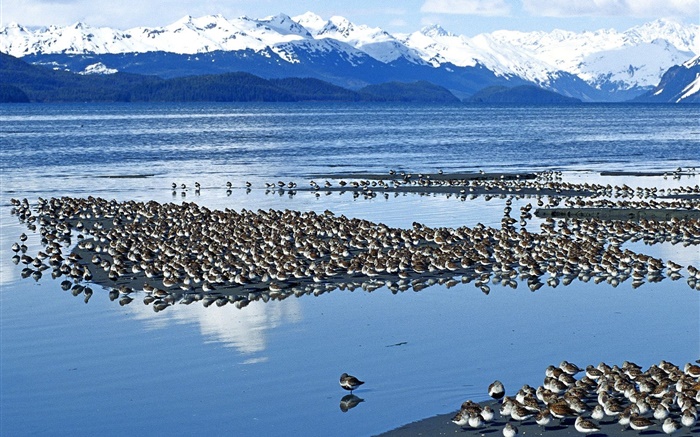 oiseaux Lac Fonds d'écran, image