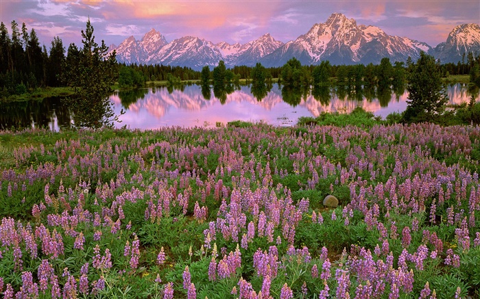 Lac, montagne, fleurs de jacinthes roses Fonds d'écran, image