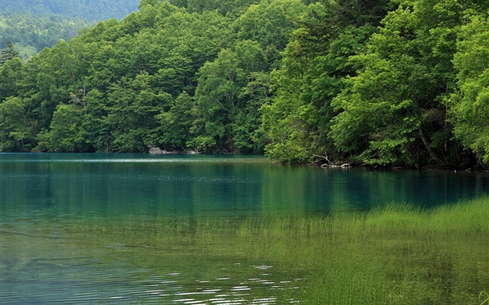 Lake, arbres, l'herbe de l'eau, Hokkaido, Japon Fonds d'écran, image