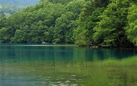 Lake, arbres, l'herbe de l'eau, Hokkaido, Japon HD Fonds d'écran