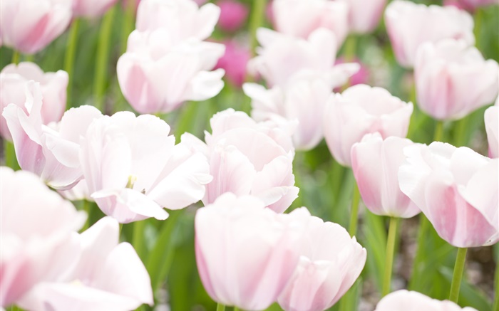 Lumière fleurs de tulipes roses Fonds d'écran, image