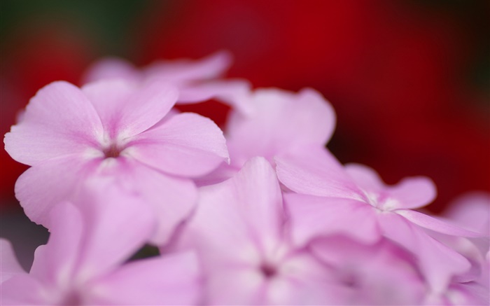 Lumière fleurs violettes pétales Fonds d'écran, image