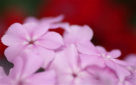 Lumière fleurs violettes pétales HD Fonds d'écran