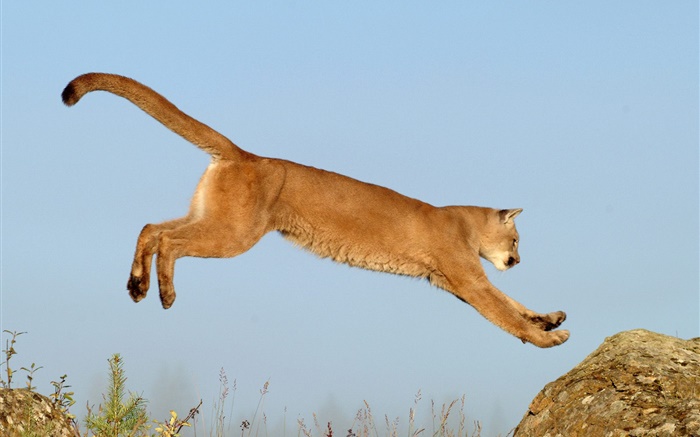 saut Lioness Fonds d'écran, image