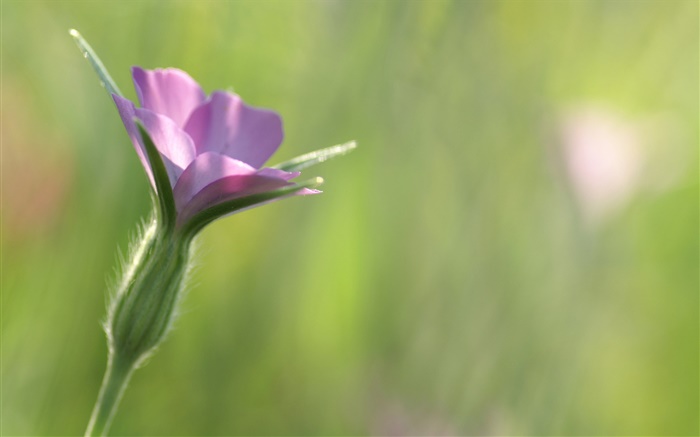 Petite fleur pourpre close-up, fond vert Fonds d'écran, image
